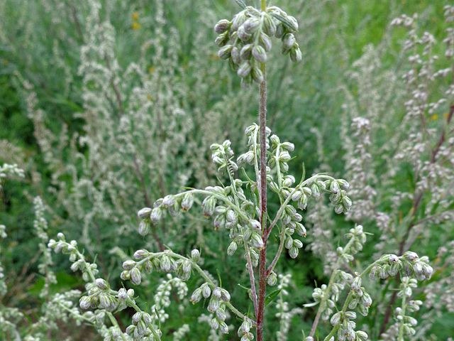 Artemisa común - Artemisia vulgaris - Semillas naturales