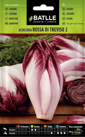 Achicoria Rossa di Treviso - Cichorium intybus - Semillas - Batlle