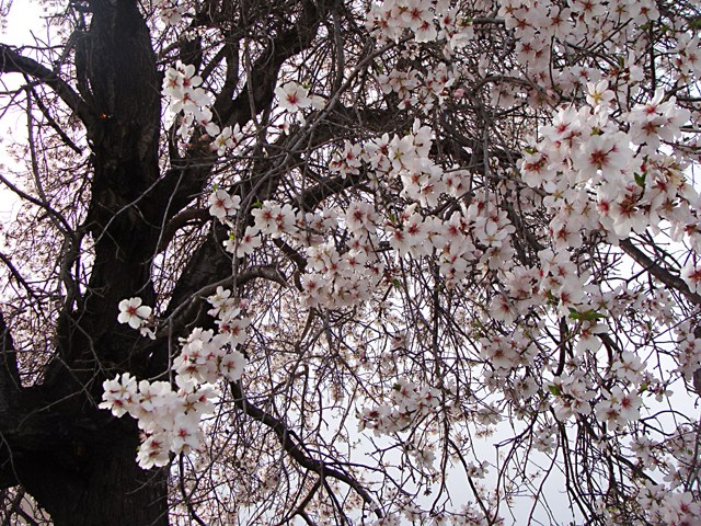 Almendro Marcona - Prunus dulcis