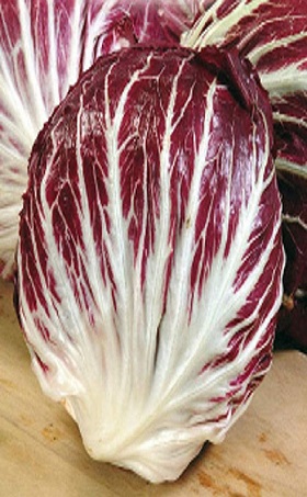 Achicoria roja de Verona - Cichorium intybus - Semillas ecológicas