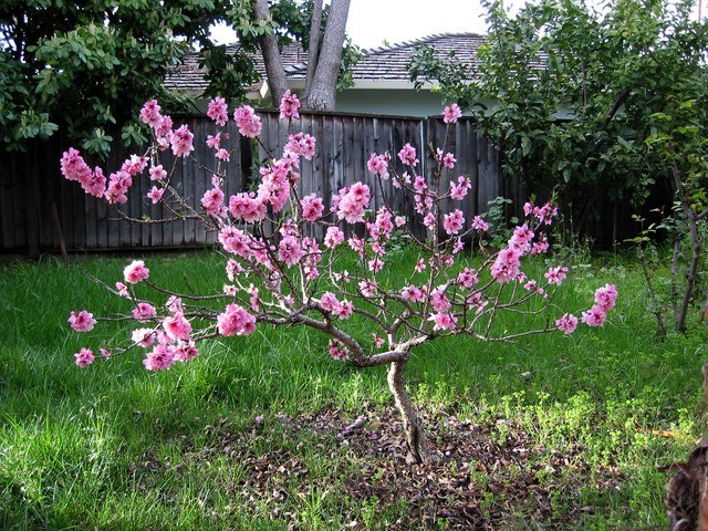 Albaricoque Mayero precoz - Prunus armeniaca