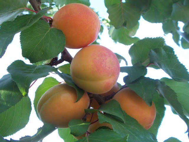 Albaricoque Tadeo - Prunus armeniaca