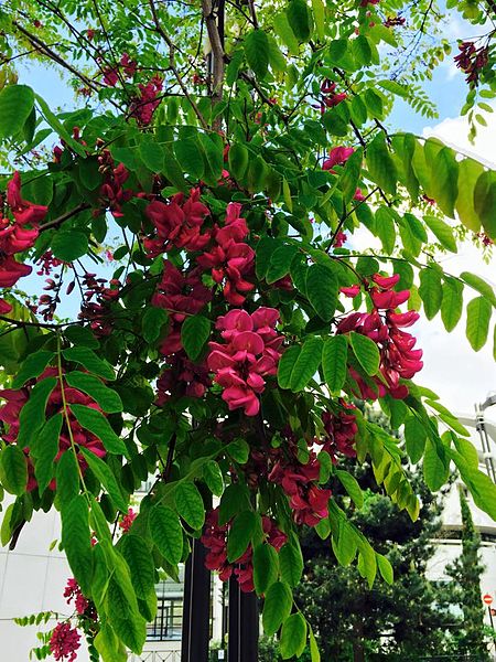 Acacia falsa Casque Rouge - Robinia pseudoacacia 'Casque Rouge'