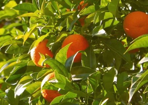 Naranjo dulce - Navelina - 10L - Citrus sinensis