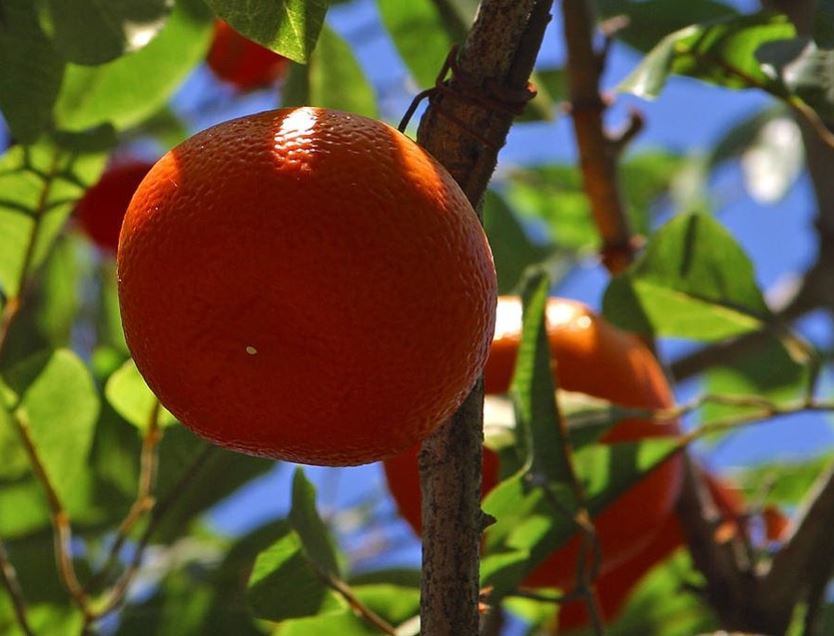 Mandarino Marisol - Citrus deliciosa - Citrus reticulata