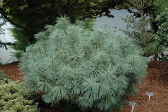 Pino azul del Himalaya 'Densa' - Pinus wallichiana
