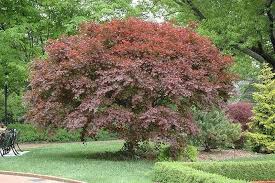 Arce japonés Trompenburg - Acer palmatum