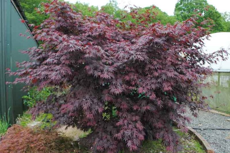 Arce japonés Yasemin - Acer palmatum