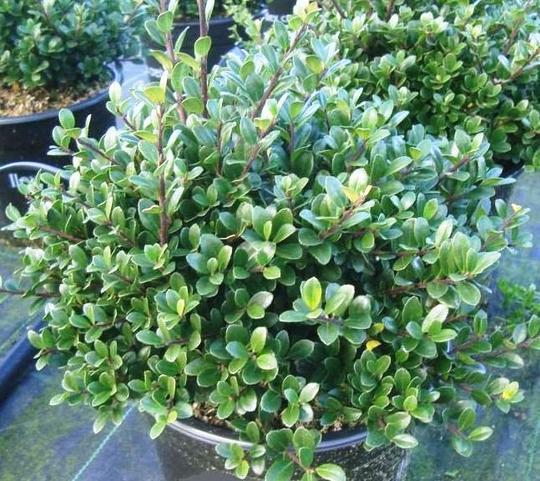 Acebo japonés Green Hedge - Ilex crenata