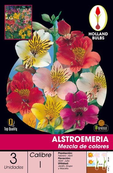 Astromelia - Alstroemeria hybrida - Bulbos - Batlle