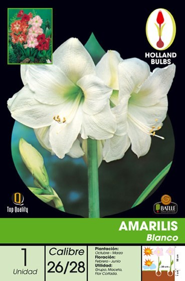 Amariles blanco - Amaryllis - Bulbos