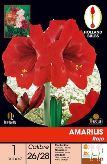 Amariles rojo - Amaryllis - Bulbos