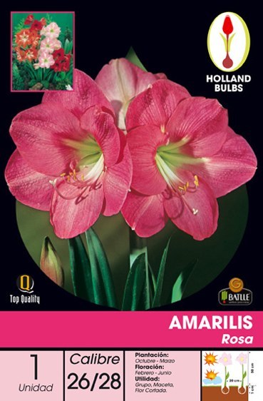 Amariles rosa - Amaryllis - Bulbos