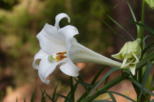 Azucena de trompeta - Lilium longiflorum - Bulbos