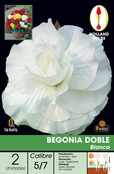 Begonia de flor doble blanca - Batlle