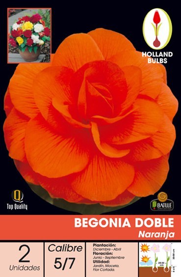 Begonia de flor doble naranja - Bulbos