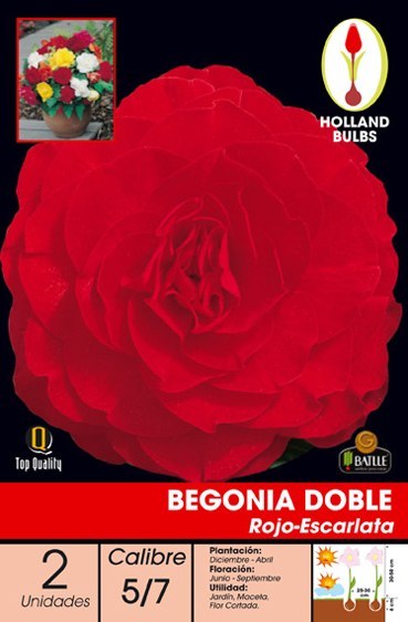 965] Begonia Doble Rojo Escarlata - Batlle