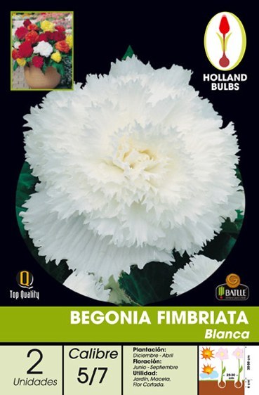 Begonia Fimbriata blanca - Bulbos - Batlle