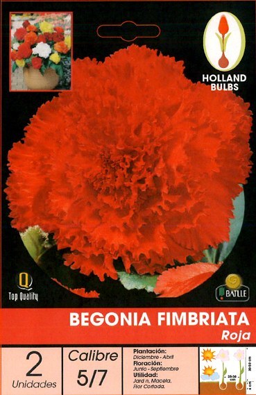 Begonia Fimbriata roja - Bulbos - Batlle