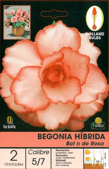 Begonia híbrida botón de rosa - Bulbos