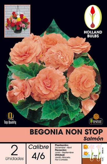 Begonia Non-Stop salmón - Bulbos - Batlle