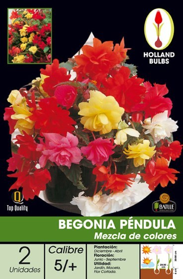 Begonia Pendula mezcla de colores - Bulbos