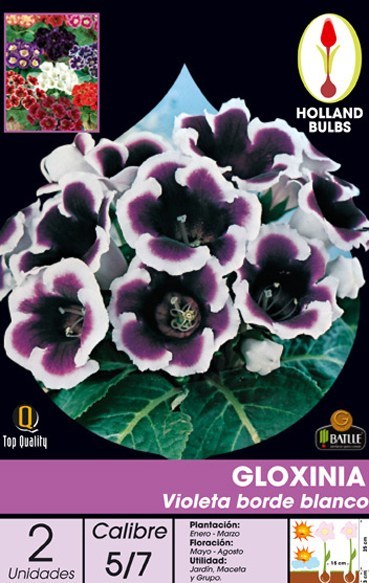 1127] Gloxinia violeta borde blanco - Batlle
