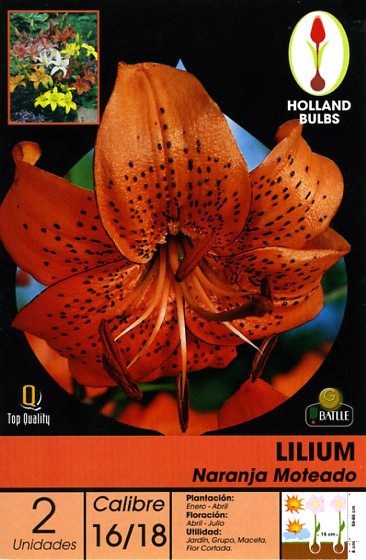 Azucena naranja moteado - Lilium - Bulbos