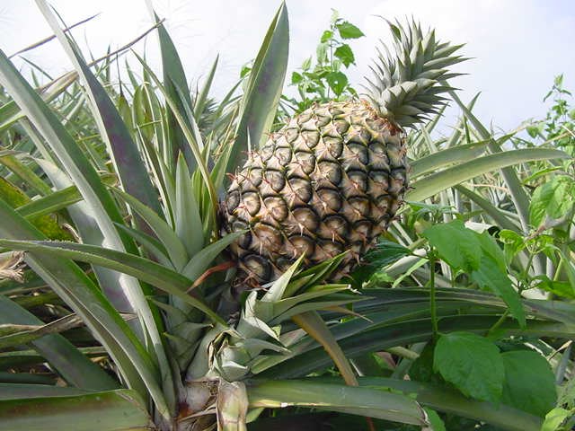 Ananas - Piña Tropical Baby - Ananas comosus