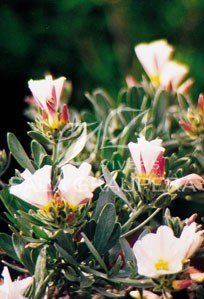 Arbusto plateado - Convolvulus cneorum