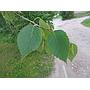 Abedul pubescente - Betula pubescens