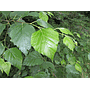 Abedul blanco - Betula alba