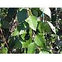 Abedul negro americano Summer Cascade - Betula nigra Summer Cascade