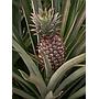 Ananas - Piña Tropical Baby - Ananas comosus--8