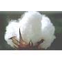 Amapola blanca seca - Papaver blanco natural--8