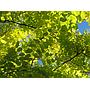 Acacia falsa Frisia - Robinia pseudoacacia Frisia--8