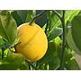 Naranjos morunos - Citrus myrtifolia--8