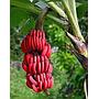 Bananero rojo Red Dacca - Musa acuminata Red Dacca--9