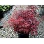 Arce japonés Crimson Queen - Acer palmatum dissectum Crimsom Queen