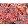 Arce japonés Crimsom Princess - Acer palmatum dissectum Crimson Princess
