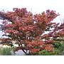 Arce japonés Fireglow - Acer palmatum Fireglow
