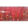 Arce japonés Red Wood - Acer palmatum Red Wood