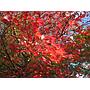 Arce japonés Rojo - Acer palmatum dissectum Rubrum