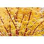 Arce japonés 'Sangokaku' - Acer palmatum