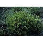 Arbol de la cera - Myrica quercifolia