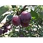 Ciruelo Angeleno negro - Prunus domestica