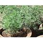 Ajenjo dulce - Artemisia annua - Semillas naturales