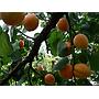 Albaricoque Bulida - Prunus armeniaca