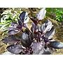 Albahaca púrpura - Ocimum basilicum - Semillas naturales