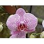 Orquídea híbrida - Phalaenopsis hybrid